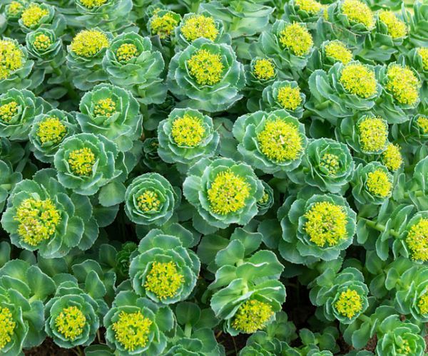 Rhodiola